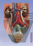 Urinary System Model, male, 0.75 times full-size